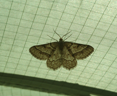 Isturgia murinaria