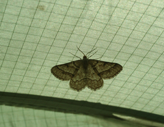 Isturgia murinaria