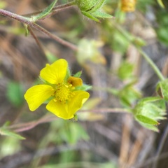 Potentilla simplex