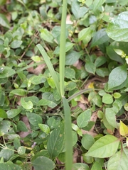 Cladium mariscus jamaicense