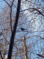 Poecile atricapillus