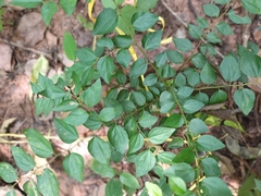 Ziziphus oenopolia