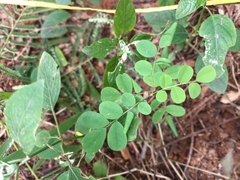 Phyllanthus tenellus