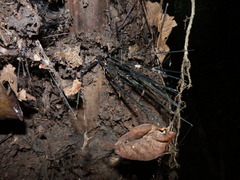 Astrocaryum murumuru