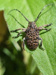 Dichostates lignarius lacunosus