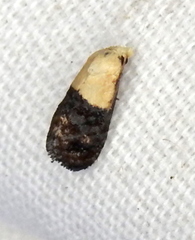 Eugnosta erigeronana