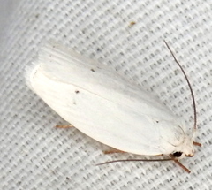 Antaeotricha albulella