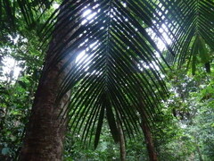 Astrocaryum murumuru