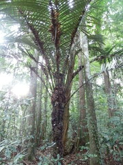 Astrocaryum murumuru