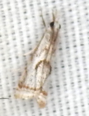 Microcrambus