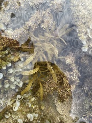 Sargassum aquifolium