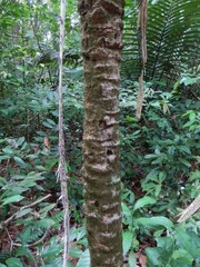 Astrocaryum sciophilum