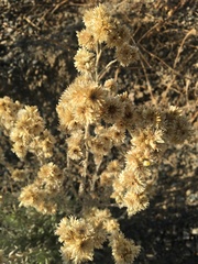 Pseudognaphalium beneolens