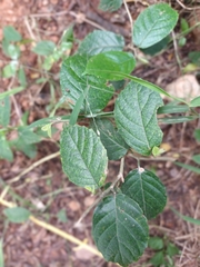 Pleurolobus gangeticus