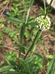 Diacrodon compressus