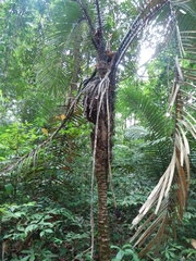 Astrocaryum sciophilum