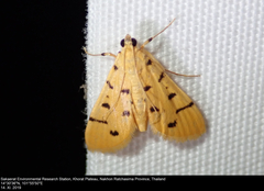 Xanthomelaena