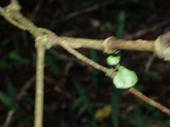 Parsonsia capsularis