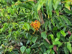 Desmoncus orthacanthos