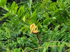 Desmoncus orthacanthos