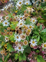 Leucanthemum × superbum