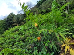 Desmoncus orthacanthos