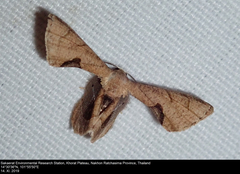 Phazaca kosemponicola