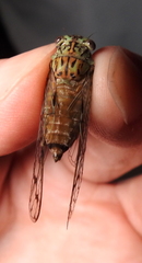 Neocicada hieroglyphica