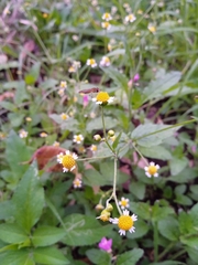 Galinsoga parviflora