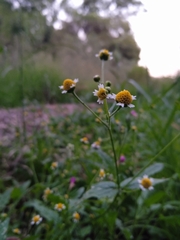 Galinsoga parviflora