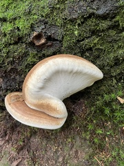 Crepidotus mollis