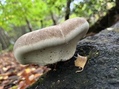 Crepidotus mollis