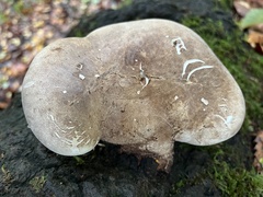 Crepidotus mollis