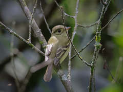 Empidonax virescens