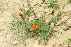 Crepis aurea