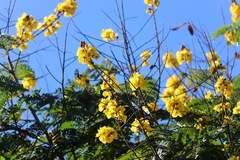 Peltophorum pterocarpum