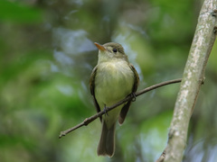 Empidonax virescens