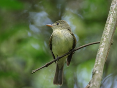 Empidonax virescens