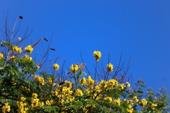 Peltophorum pterocarpum