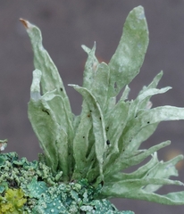Ramalina fraxinea