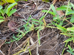 Stenotaphrum secundatum