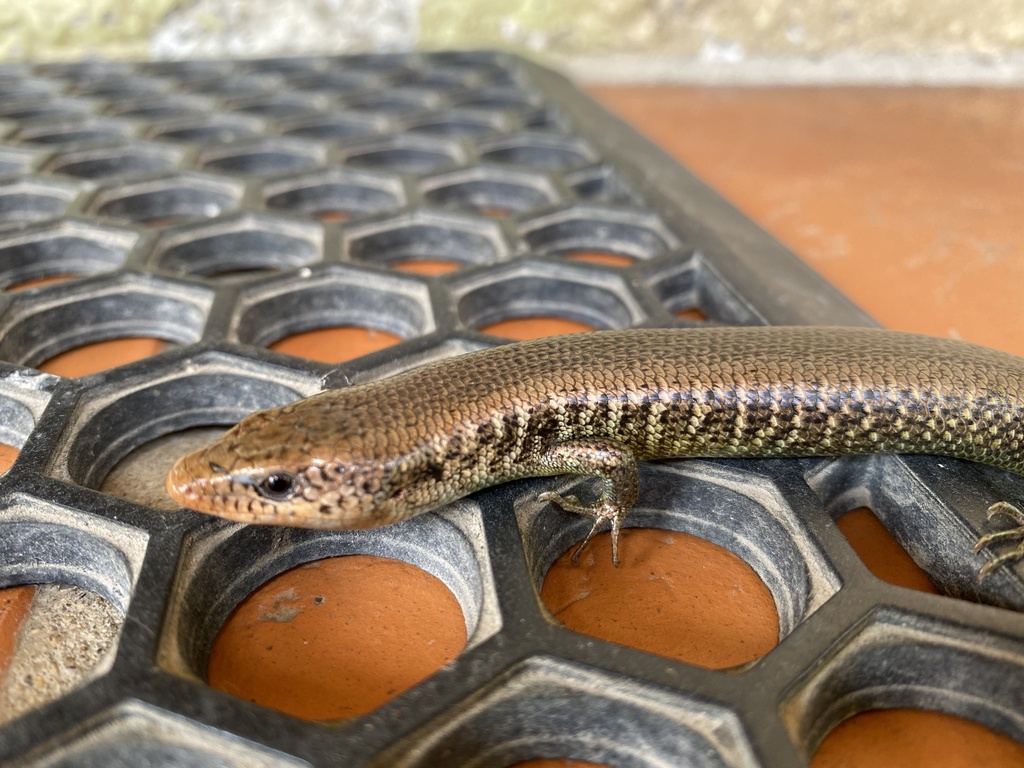 Rozella's Lesser Galliwasp
