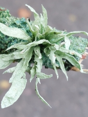 Ramalina fraxinea