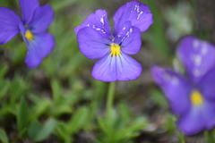 Viola calcarata