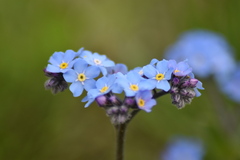 Myosotis alpestris