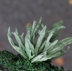 Ramalina fraxinea