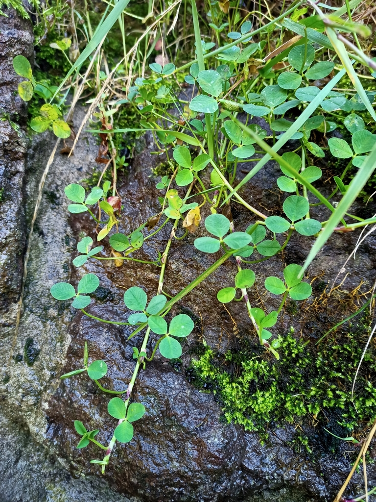 white clover from Mossley West Train Station, Newtownabbey BT36 5PE, UK ...