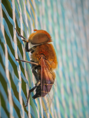 Palpada ruficeps