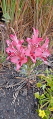 Alstroemeria ligtu