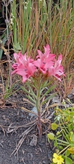 Alstroemeria ligtu